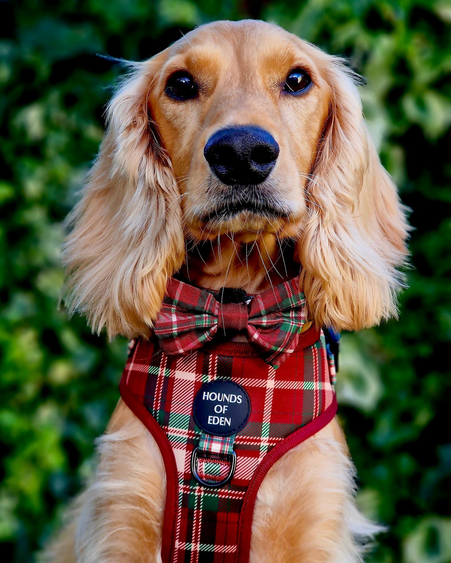 Tartan Me Up - Red & Cream Tartan Design Dog Lead