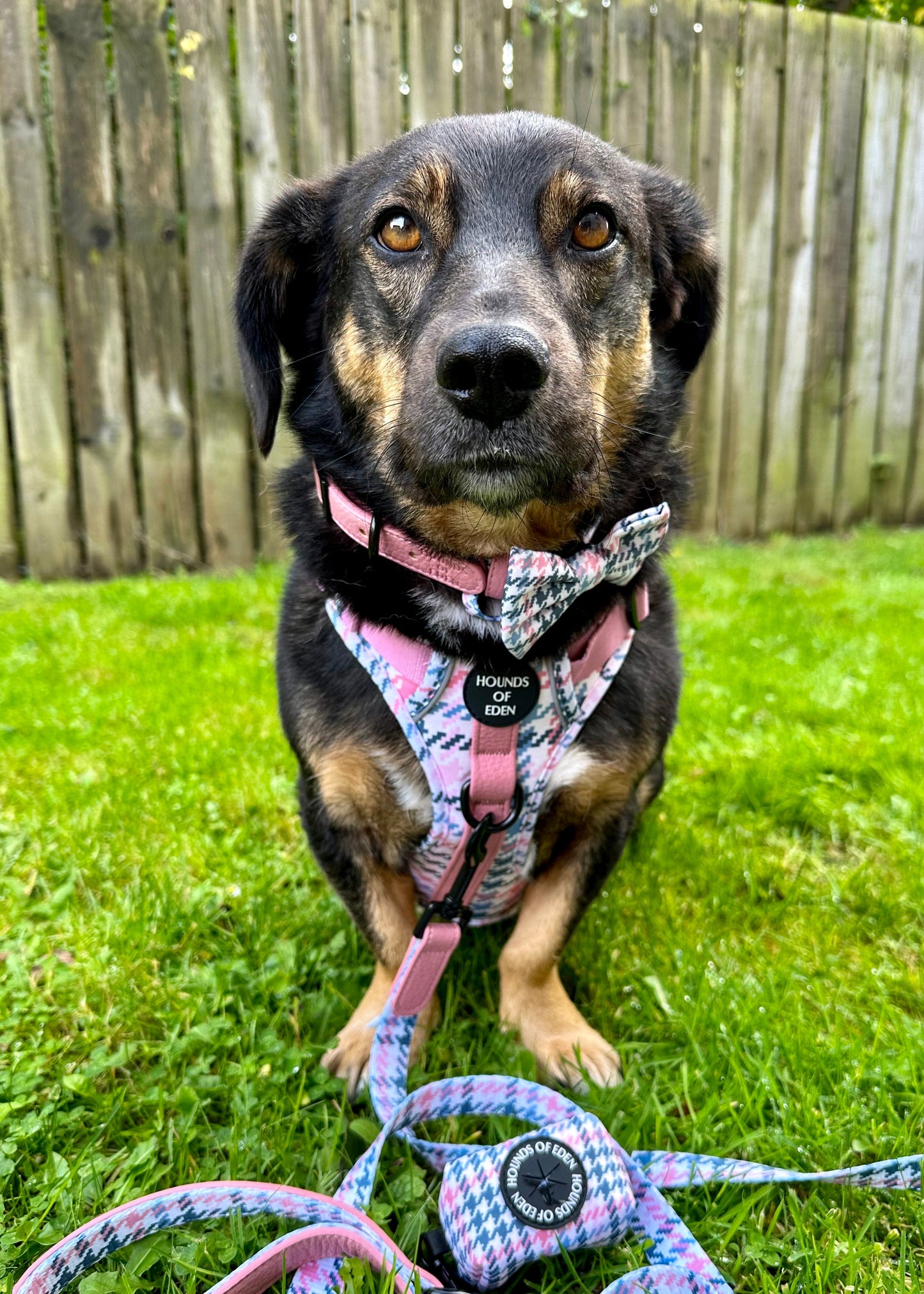 Pink Houndstooth Leather Dog Collar