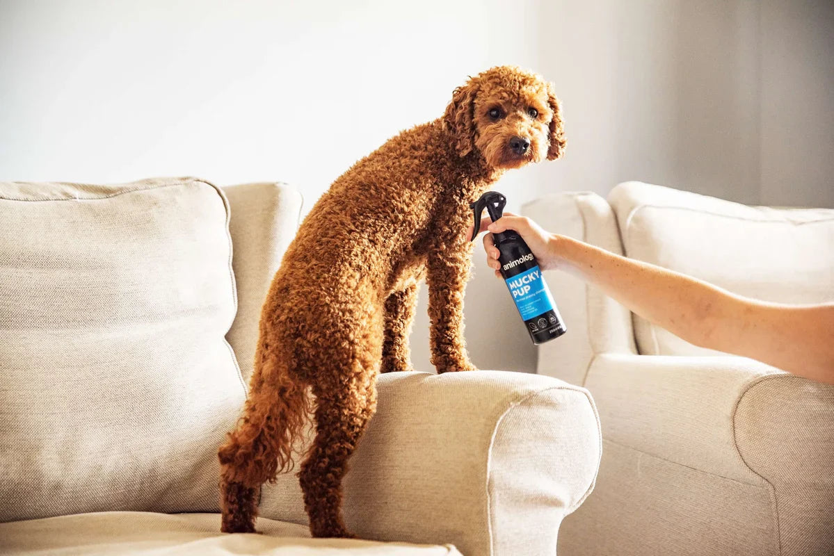 Spray Mucky Pup No Rinse Shampoo 250ml by Animology