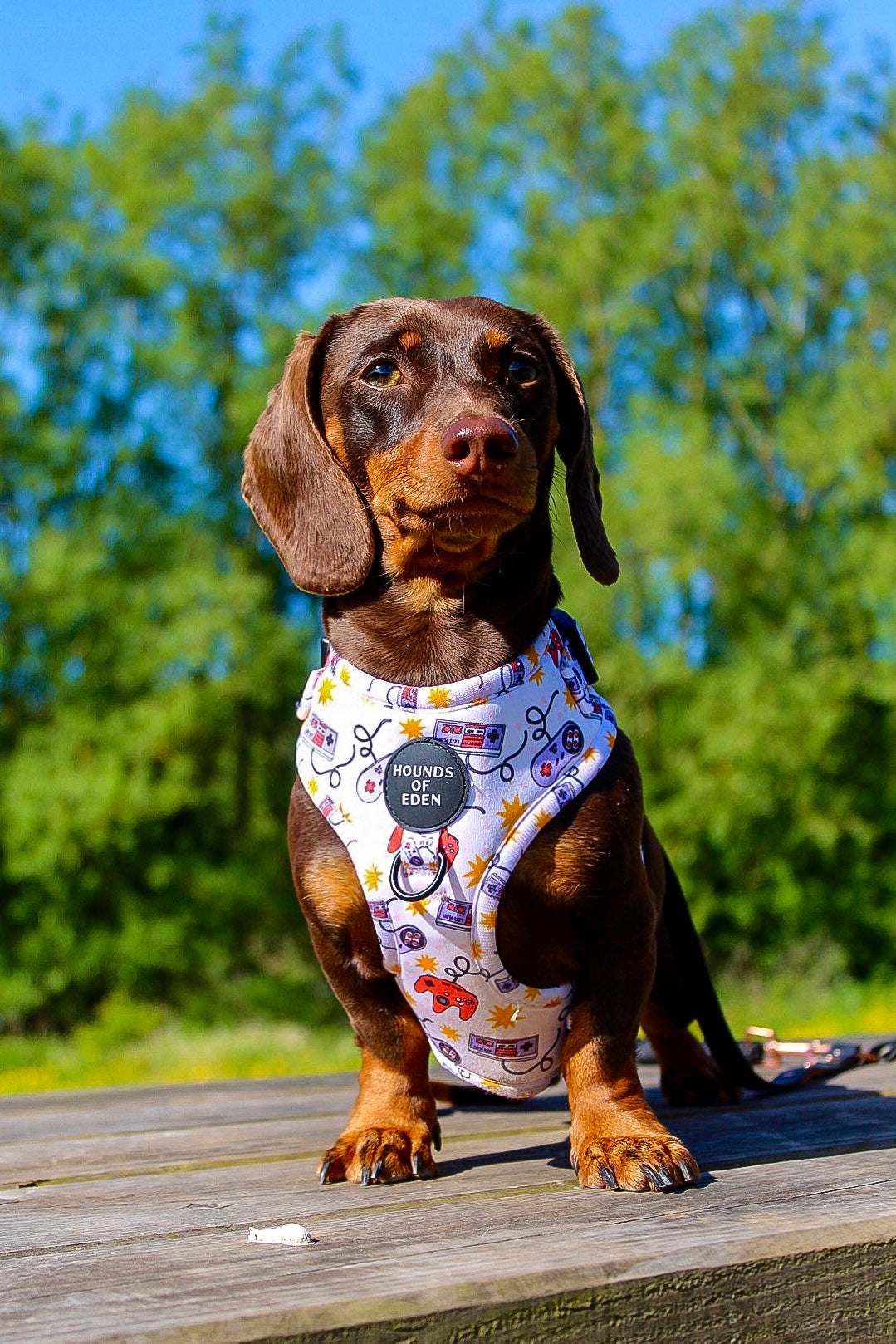 Nintendawg Design Dog Collar
