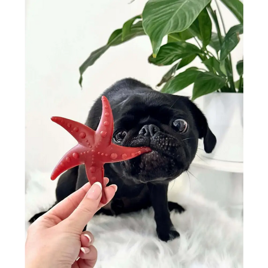 Apple & Mint Starfish Chew