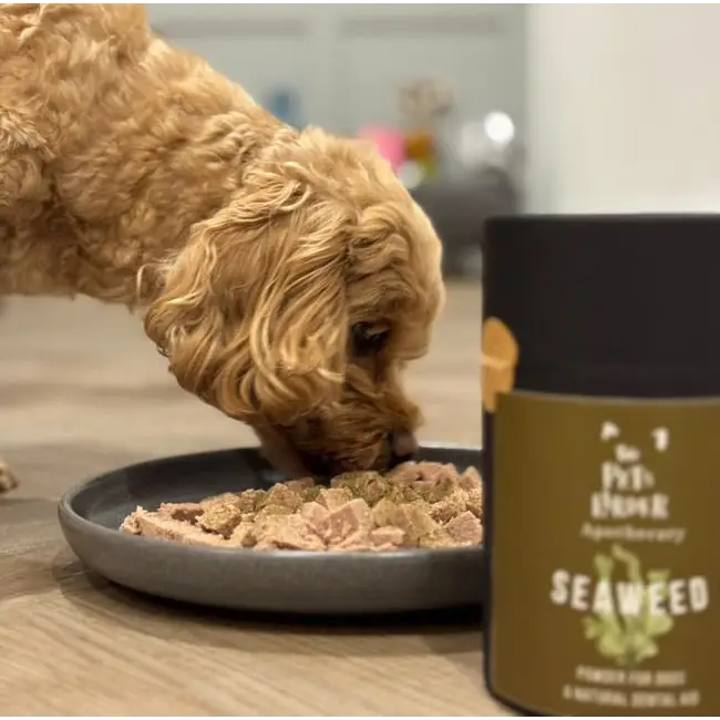 Dental Seaweed Powder for Dogs: Plaque Removal