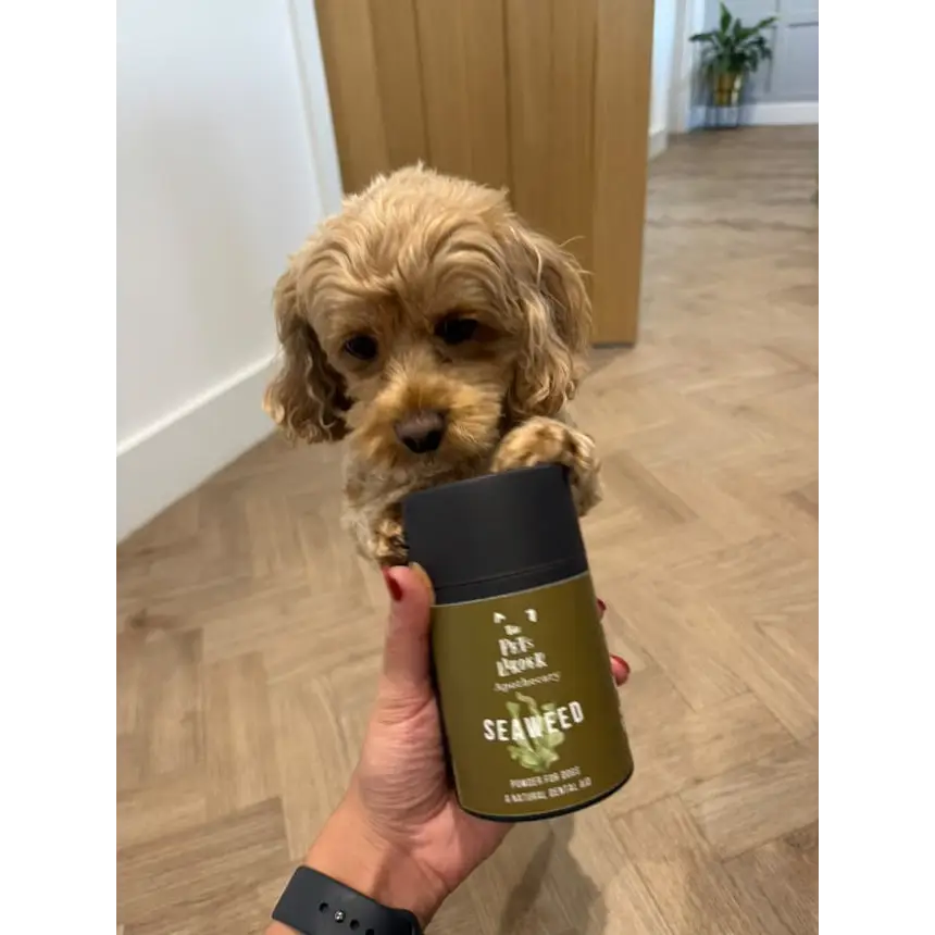 Dental Seaweed Powder for Dogs: Plaque Removal
