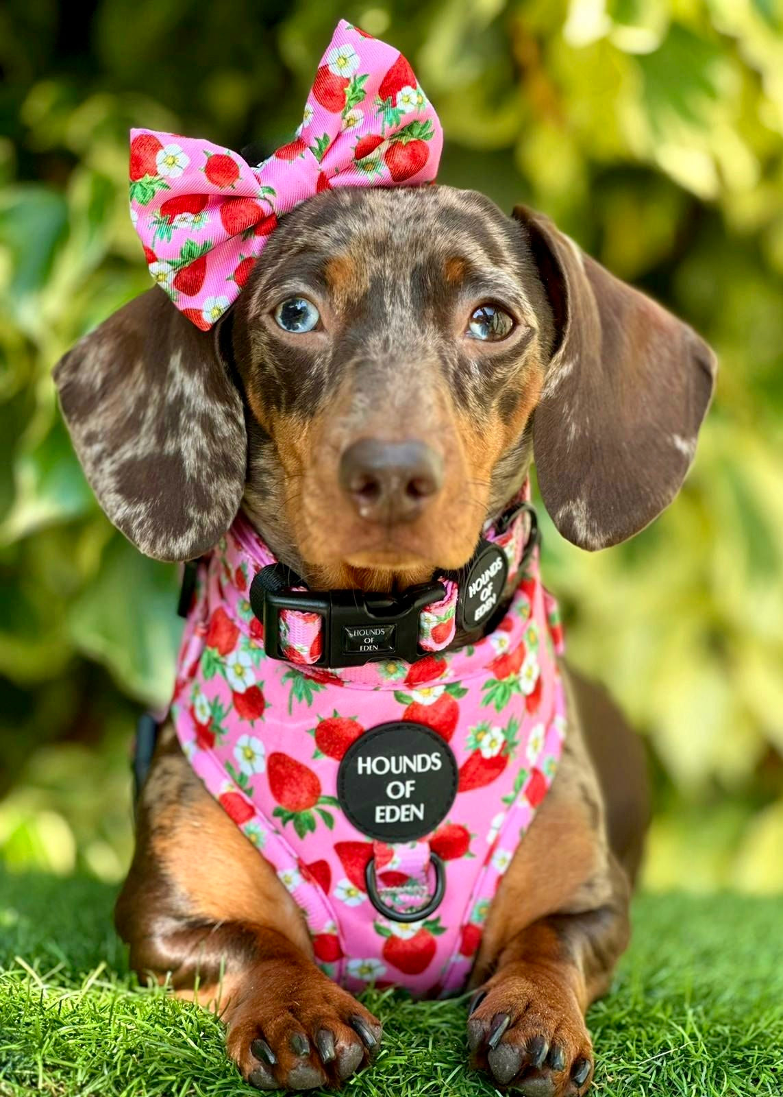 Strawberry Patch Design Dog Collar