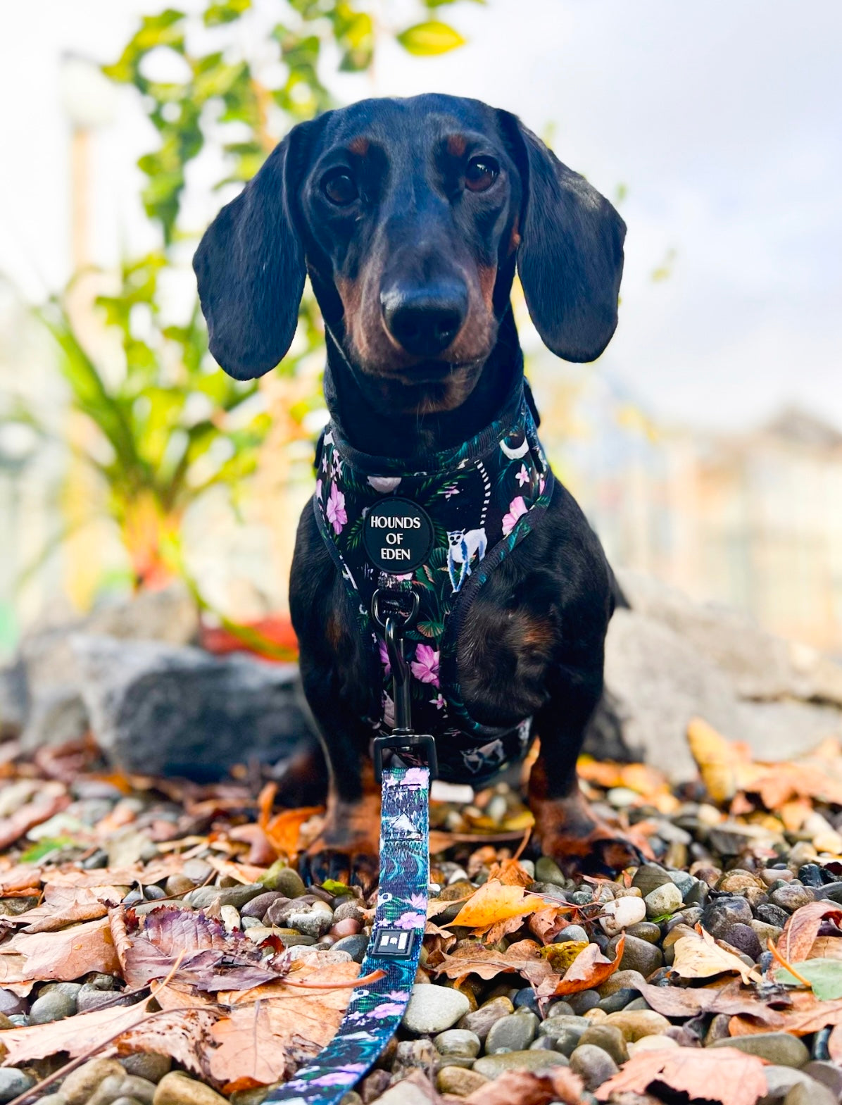 Midnight Madagascar Design Dog Collar