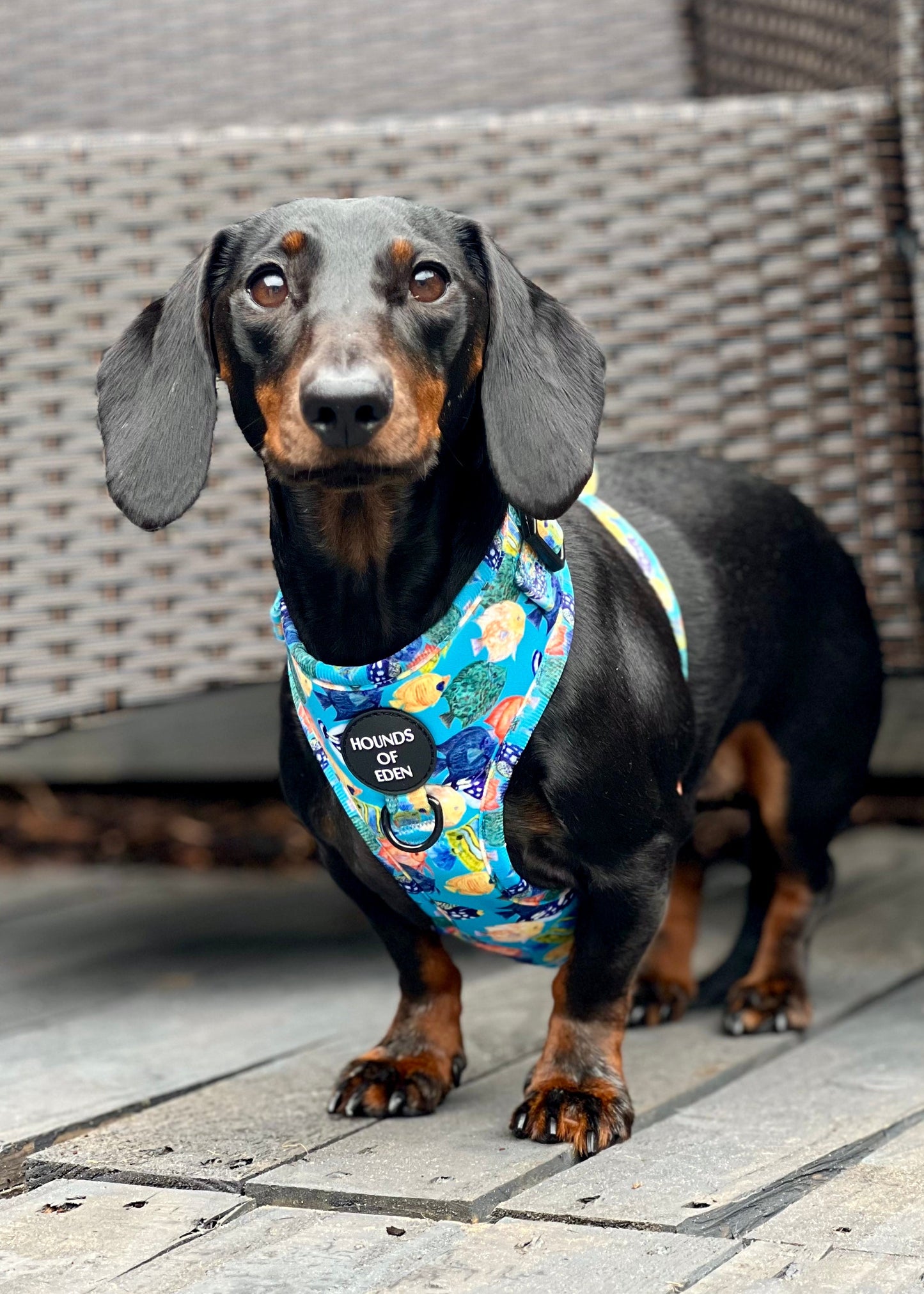 Under The Sea Design Dog Collar