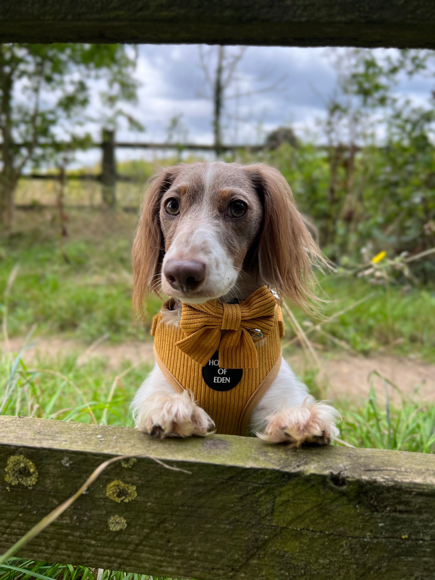 Mustard Yellow Corduroy Collar