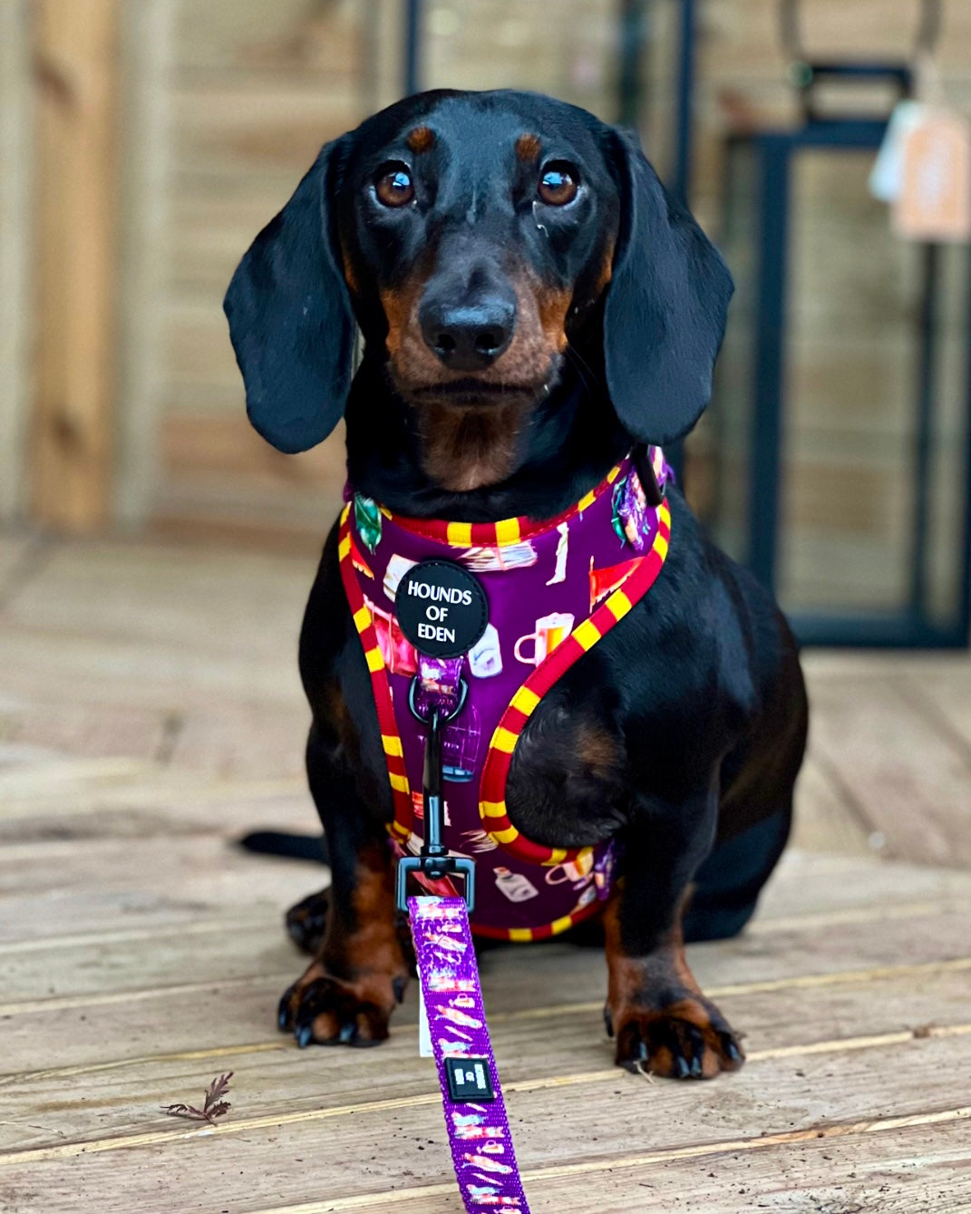 Harry Pawter Design Dog Collar