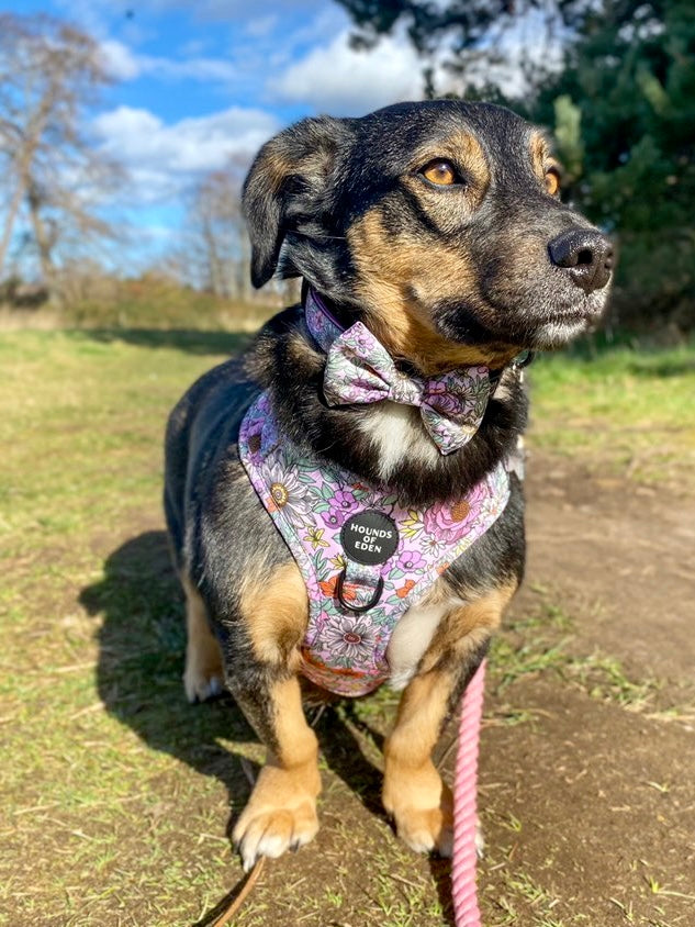 Wild Blossom - Design Dog Collar