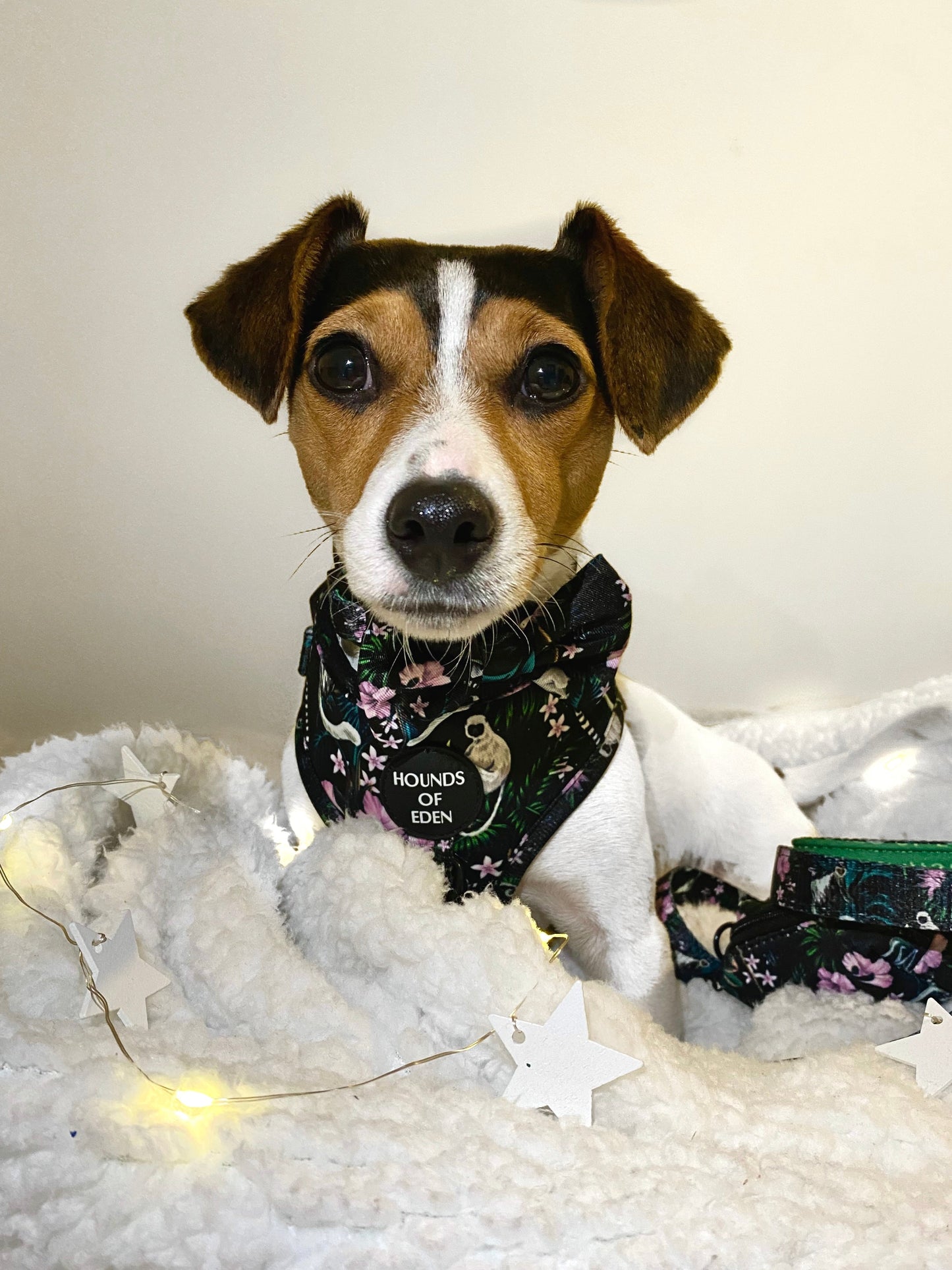 Midnight Madagascar Design Dog Collar