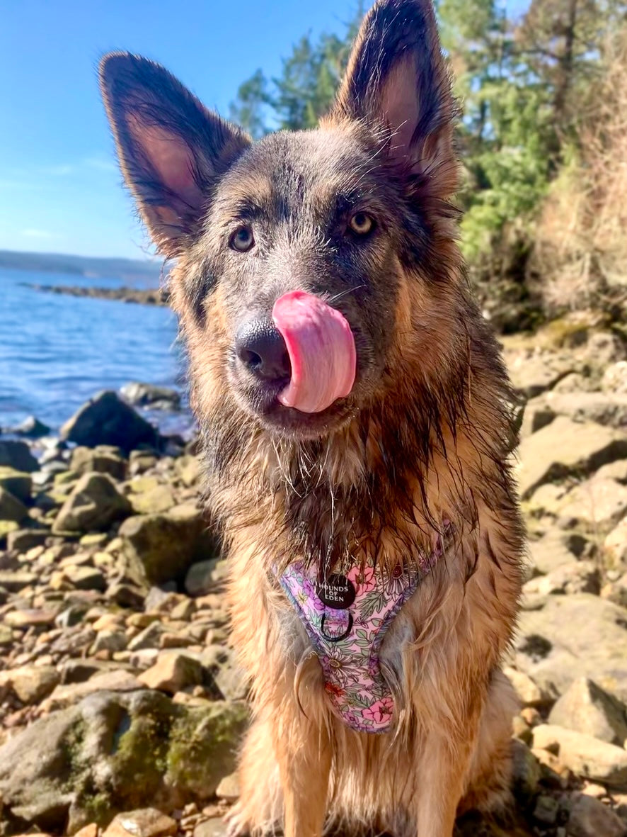 Wild Blossom - Design Poop Bag Holder